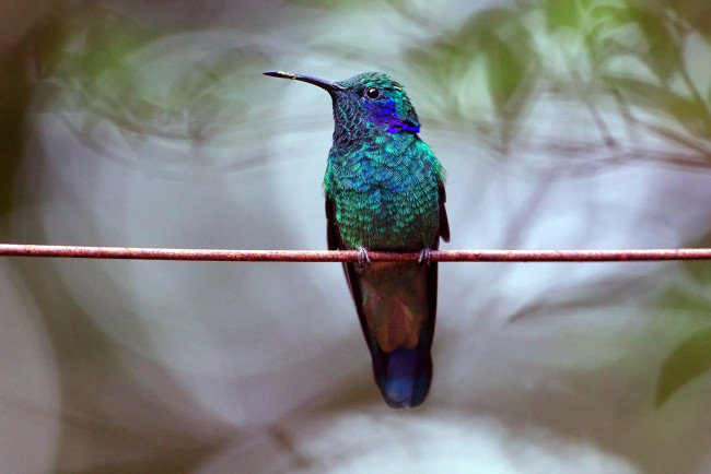 Обои картинки фото животные, колибри, бирюзовый, клюв