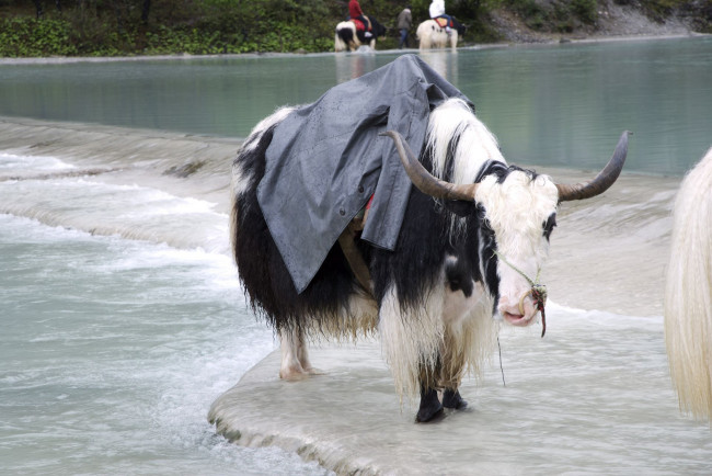 Обои картинки фото животные, коровы, буйволы, вол