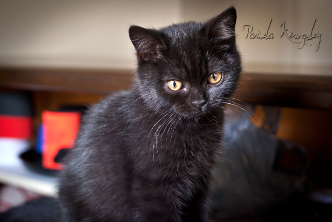 Обои картинки фото животные, коты, черный, котенок