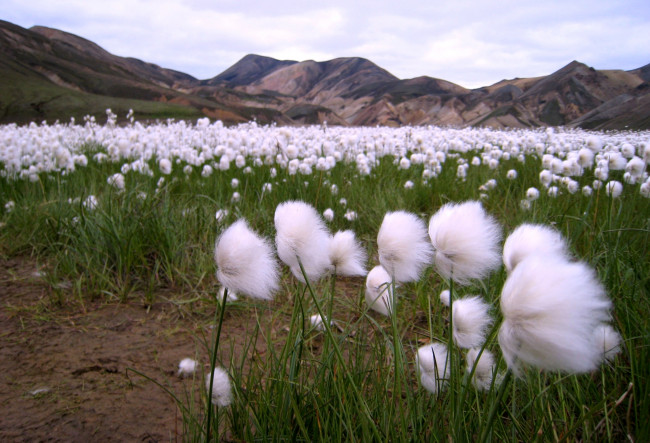 Обои картинки фото цветы, белый, пушистики