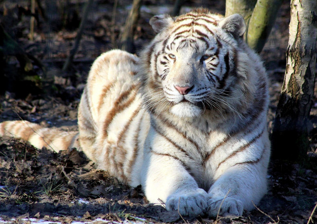 Обои картинки фото животные, тигры, белый