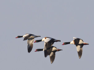 Картинка животные гуси небо перелёт птицы стая полёт