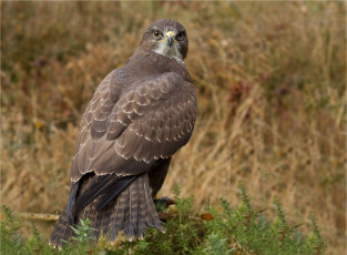 Картинка животные птицы+-+хищники ястреб канюк хищник птица взгляд