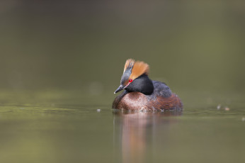 Картинка животные Чомги+ поганки плавание вода озеро птица утка