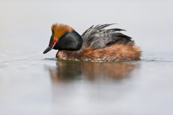 Картинка животные Чомги+ поганки вода озеро птица утка плавание