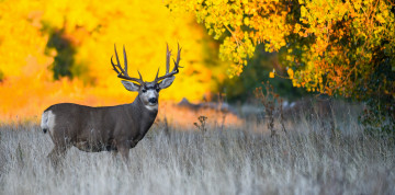 Картинка животные олени олень лес деревья осень трава