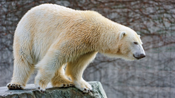 Картинка животные медведи взгляд