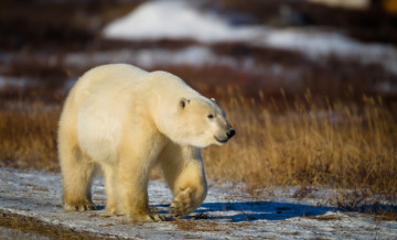 Картинка животные медведи взгляд
