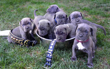 Картинка животные собаки neapolitan mastiff puppies щенки