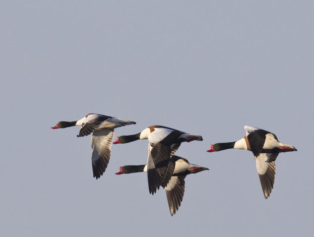 Обои картинки фото животные, гуси, небо, перелёт, птицы, стая, полёт