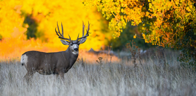 Обои картинки фото животные, олени, олень, лес, деревья, осень, трава