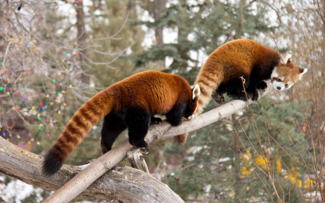 Обои картинки фото животные, еноты, ветка