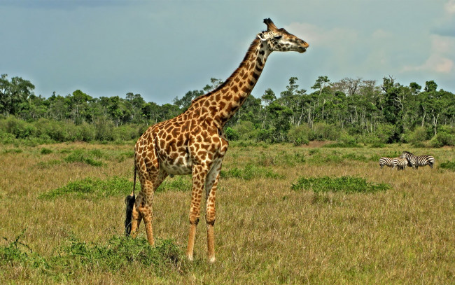 Обои картинки фото животные, жирафы, сафари