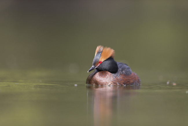 Обои картинки фото животные, Чомги , поганки, плавание, вода, озеро, птица, утка