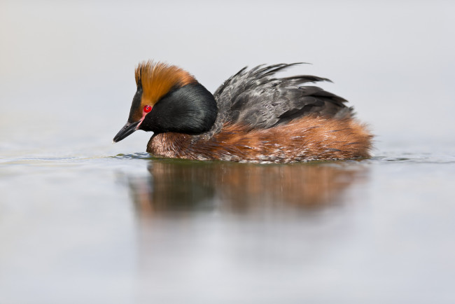 Обои картинки фото животные, Чомги , поганки, вода, озеро, птица, утка, плавание