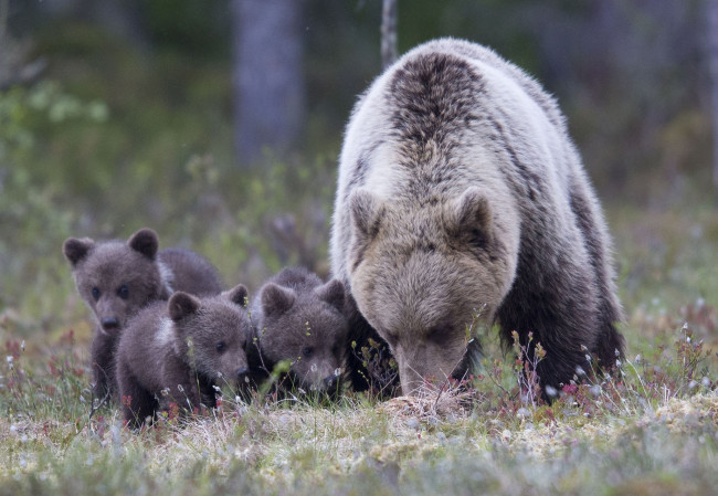 Обои картинки фото животные, медведи, медвежата, семья, медведица