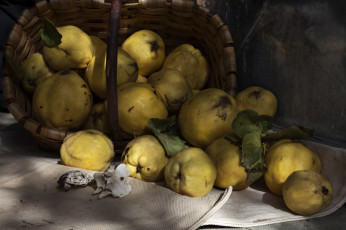 Картинка еда груши плоды