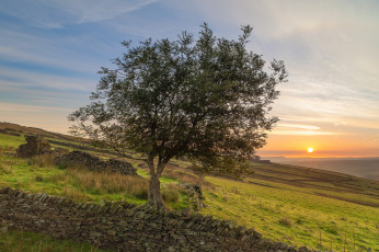 Картинка природа деревья дерево склон