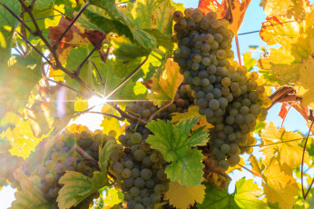 Картинка природа Ягоды +виноград простор