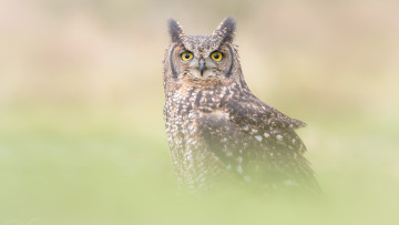 Картинка животные совы оперение филин портрет размытый птица сова фон серый туман взгляд