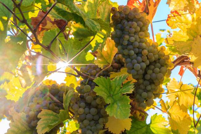 Обои картинки фото природа, Ягоды,  виноград, простор