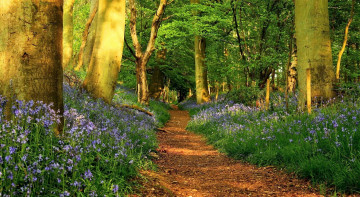 Картинка природа лес цветы тропа
