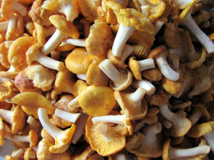 обоя еда, грибы,  грибные блюда, лисички