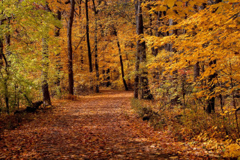обоя природа, дороги, лес, деревья, листья, дорожка, осень