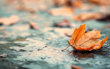 Картинка природа листья осень асфальт