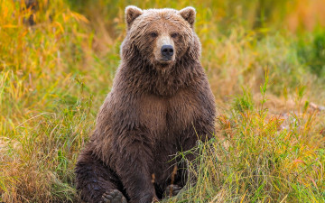 обоя животные, медведи, медведь, бурый, трава