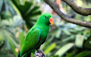 обоя животные, попугаи, попугай, зеленый, ветки, дерево