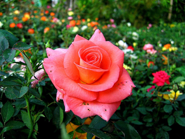 Обои картинки фото цветы, розы, сад, клумба