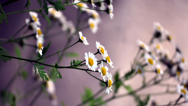 Обои картинки фото цветы, ромашки