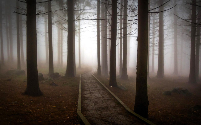 Обои картинки фото природа, лес, осень, листья, дорога, туман