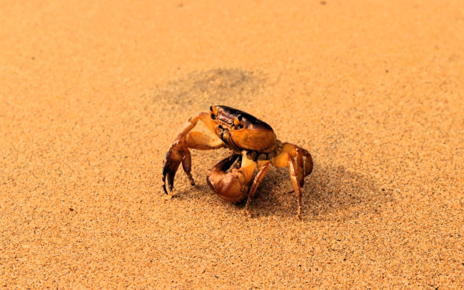 Обои картинки фото животные, крабы,  раки, краб, песок