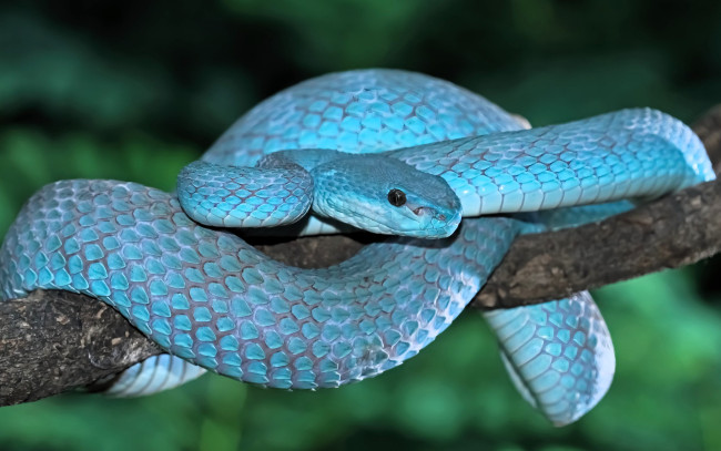 Обои картинки фото животные, змеи,  питоны,  кобры, змея, голубая, ветка, дерево