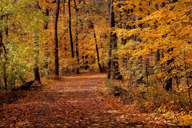 Обои картинки фото природа, дороги, лес, деревья, листья, дорожка, осень