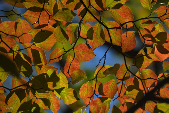 Обои картинки фото природа, листья, осень