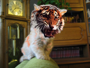 обоя кыска, юмор, приколы