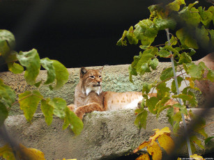 Картинка животные рыси