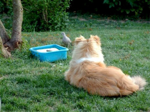 Картинка животные собаки