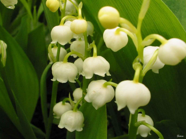 Обои картинки фото цветы, ландыши