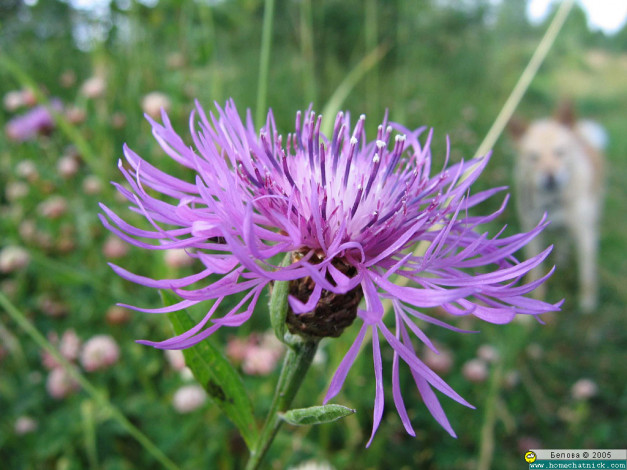 Обои картинки фото цветы, васильки