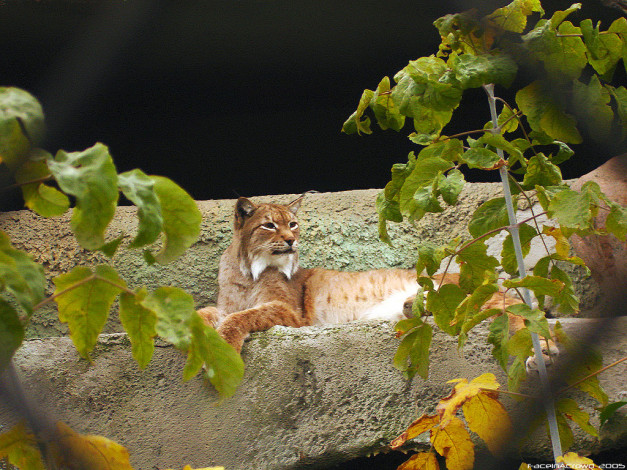 Обои картинки фото животные, рыси