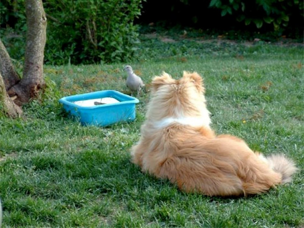 Обои картинки фото животные, собаки