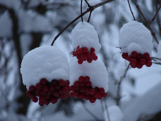 Обои картинки фото 