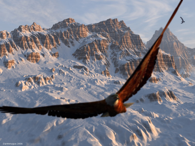 Обои картинки фото животные, птицы, хищники