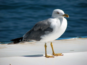 обоя баклан, животные, Чайки, бакланы, крачки