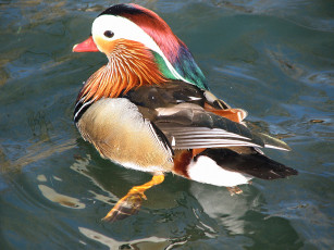 Картинка животные утки