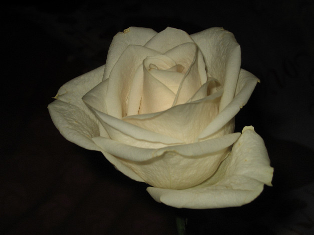 Обои картинки фото цветы, розы